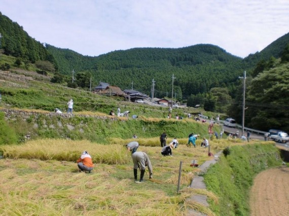 「棚田百選・岩座神（いさりがみ）」　棚田オーナー稲刈り・稲刈り