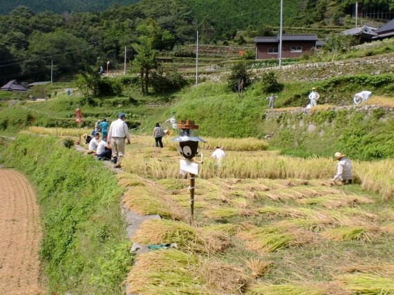 「棚田百選・岩座神（いさりがみ）」　棚田オーナー稲刈り・案山子のある風景