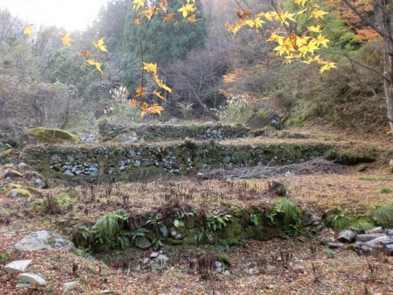 「金山廃村」　水田跡と思われる石垣