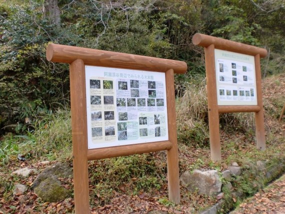 阿瀬渓谷・案内板（動植物）　渓谷内で見られる動植物を解説しています