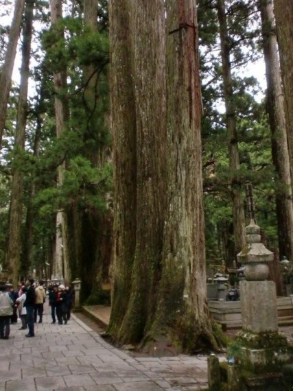 奥の院への参道脇にあった３本杉