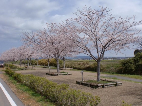 弊社の寄付樹２本　（染井吉野　H14年植樹）