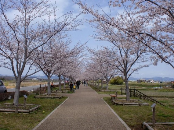 「おの桜づつみ回廊」の桜並木　（開花状況はH23.4.9撮影）