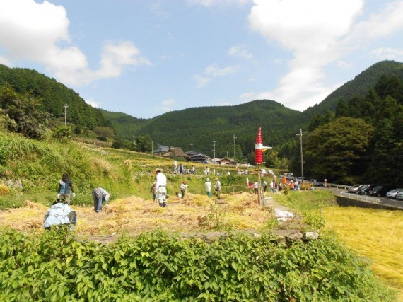 「棚田百選・岩座神」の「棚田オーナー制度」　（稲刈り風景１）