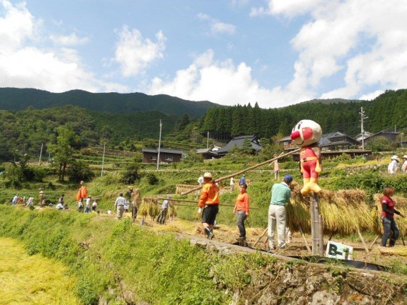 「棚田百選・岩座神」の「棚田オーナー制度」　（稲刈り風景２）