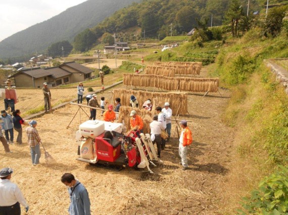 「棚田百選・岩座神」の「棚田オーナー制度」　（脱穀の様子１）