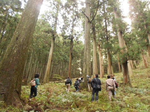 「吉野林業のふるさと」　川上村の約250年生の杉林