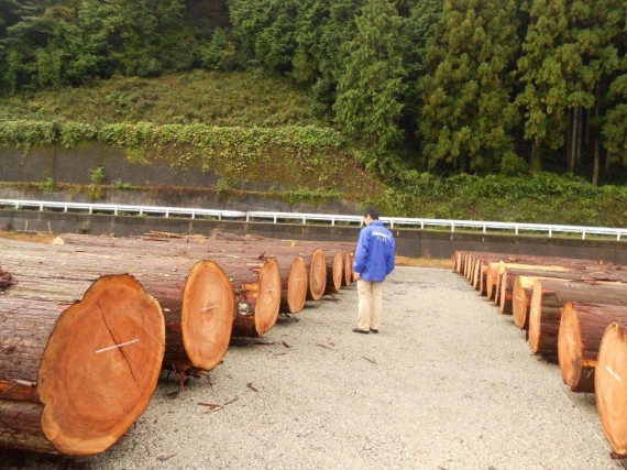 原木市場に並んだ約150年生の吉野杉