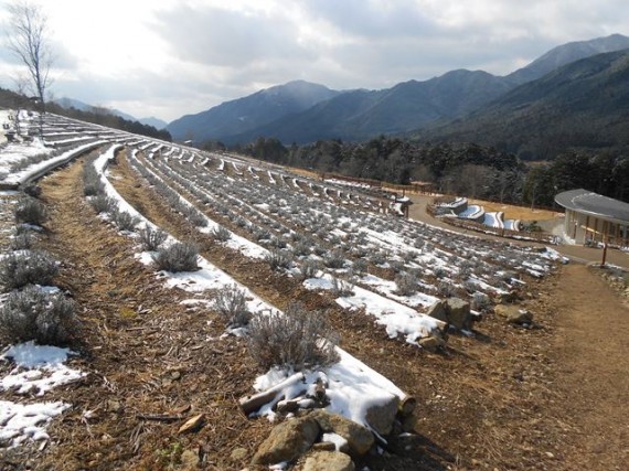 「木柵」と「木材搬出風景」のワンショット