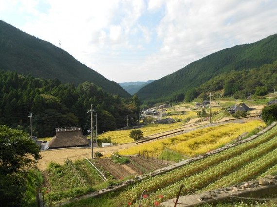 創業地、「岩座神（いさりがみ）」の棚田風景　（「棚田百選」に指定されています）