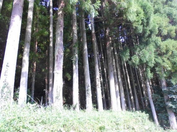 岩座神の山林　　（耕作しにくい棚田に木を植えた山林です）　