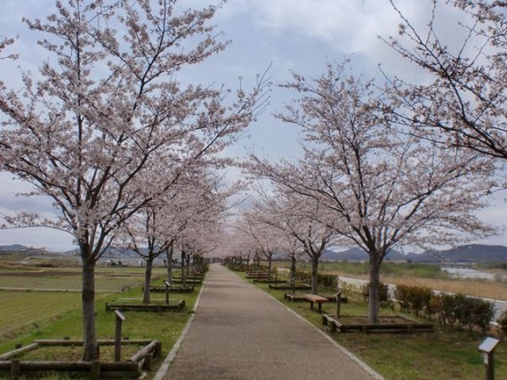 「おの桜つづみ」の桜並木　（弊社がＣＳＲ活動の一環として寄付した桜もあります）