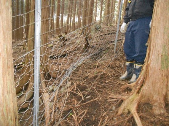 「鹿柵」に穴が空いたところも　