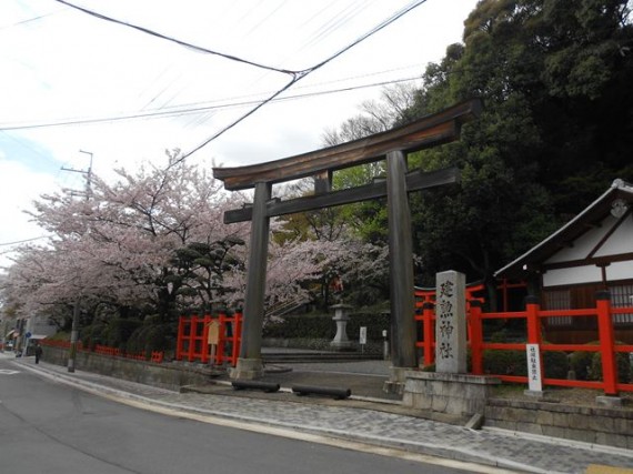 「建勲神社の明神型大鳥居」と満開の桜