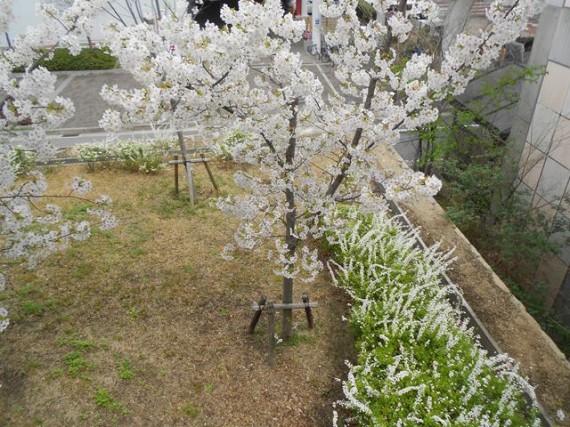 ほころび始めた「桜」と緑化支柱（資材）