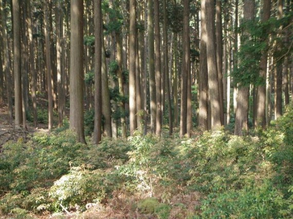 下草や低木が茂り、元気な山林　（こんな山林が、あるべき姿だと考えています）