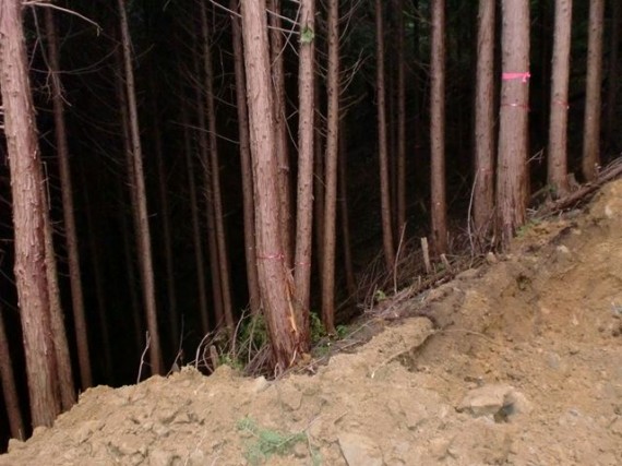 「間伐」ができず暗くなった山林　（土に保水能力が無くなり、豪雨時に水が一気に流出します）