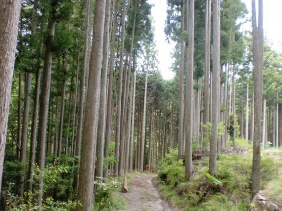 林道も設置され、間伐が適切に行われた山林　（木の根元に下草や低木が生え、保水力も高まっています）