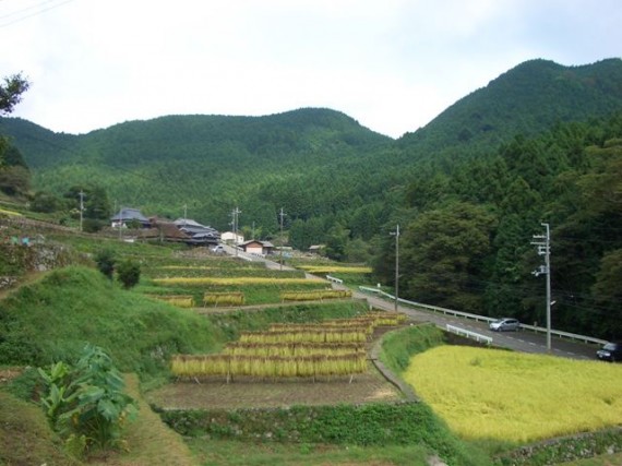 「棚田オーナー制度・稲刈り」が終了した　『棚田の稲木干し』　の風景