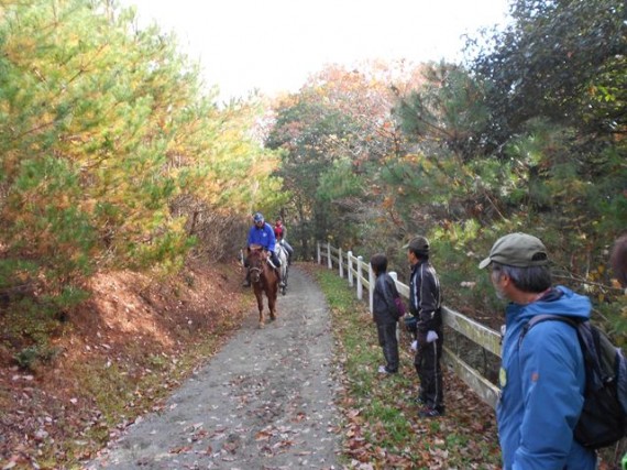 紅葉の三木ホースランドバーク　「馬優先」で道端によけるウオークの参加者