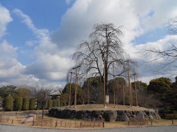  「しだれ桜」に添えられた「植木支柱」　（花が咲いた時も見てみたい）