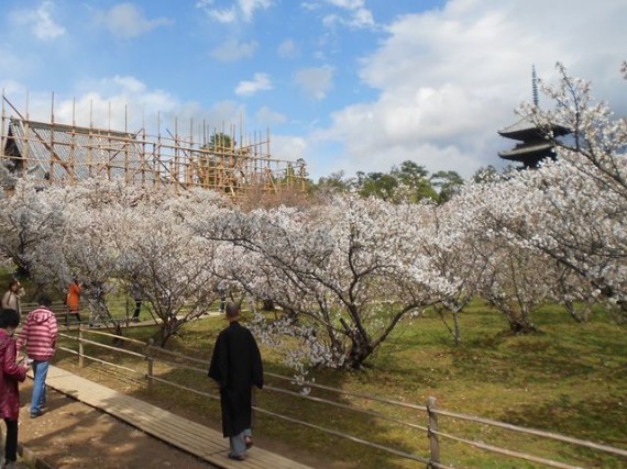 「桜」越に見る「足場丸太組み」と「五重の塔」と「仁和寺の法師？」