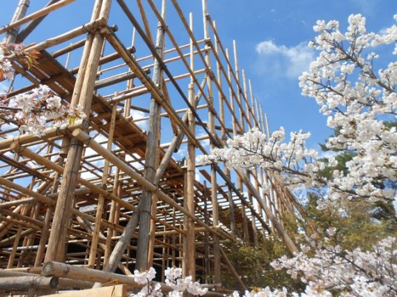 「桜」の間から見た「足場組み」　（その２）