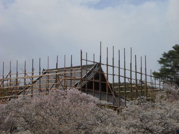 「桜」越しに見る「足場組み」　（丁度、屋根の高さでした）