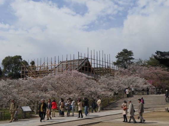 「御室桜」に感動する観光客（拝見者）　（間伐材マイスターも桜に見とれ、足場組みにも見とれました）