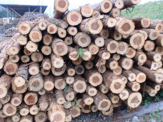 間伐材（小径木）の入荷時　　(加工するまでは単なる「間伐材」）